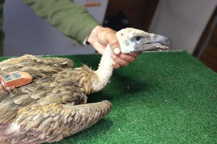 WB Vulture Morocco 2 1536x676copy.jpg
