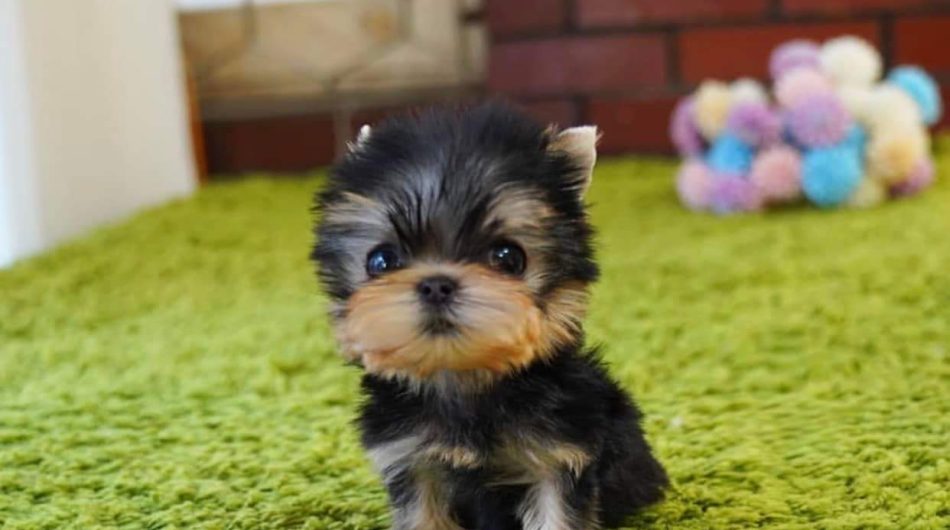 REGALO CACHORROS DE YORKSHIRE MINI TOY((+34637923815))