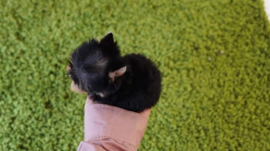 REGALO CACHORROS DE YORKSHIRE MINI TOY((+34637923815))