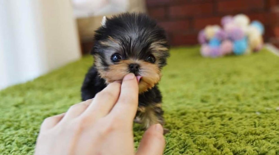 REGALO CACHORROS DE YORKSHIRE MINI TOY((+34637923815))